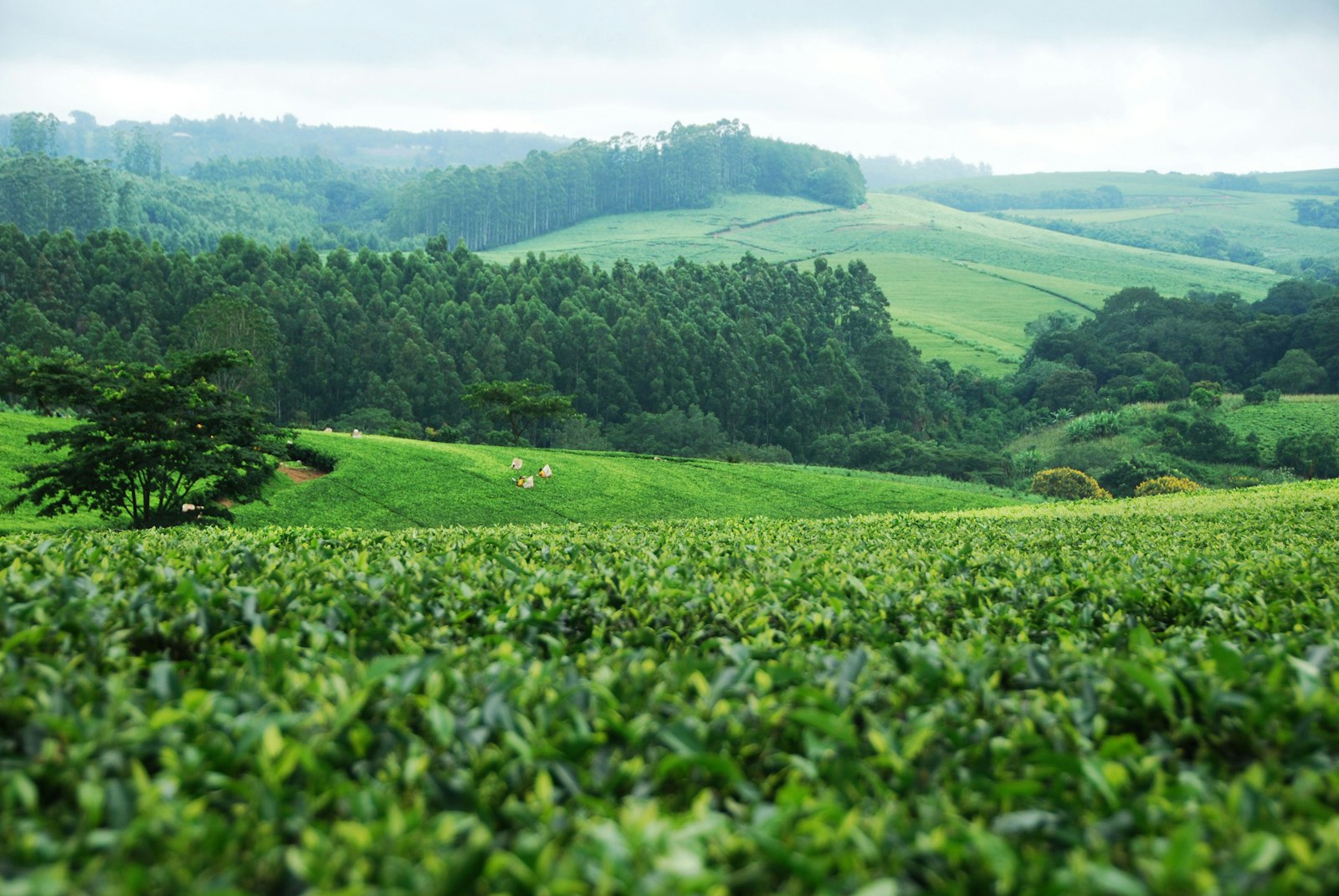 Terres agricoles et paysages ruraux — économies régénératives